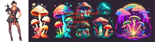 крисы Баксан